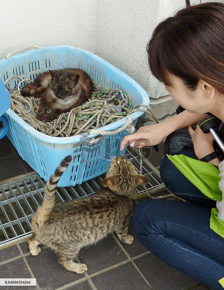 'Cat island' seeks reconstruction from disaster