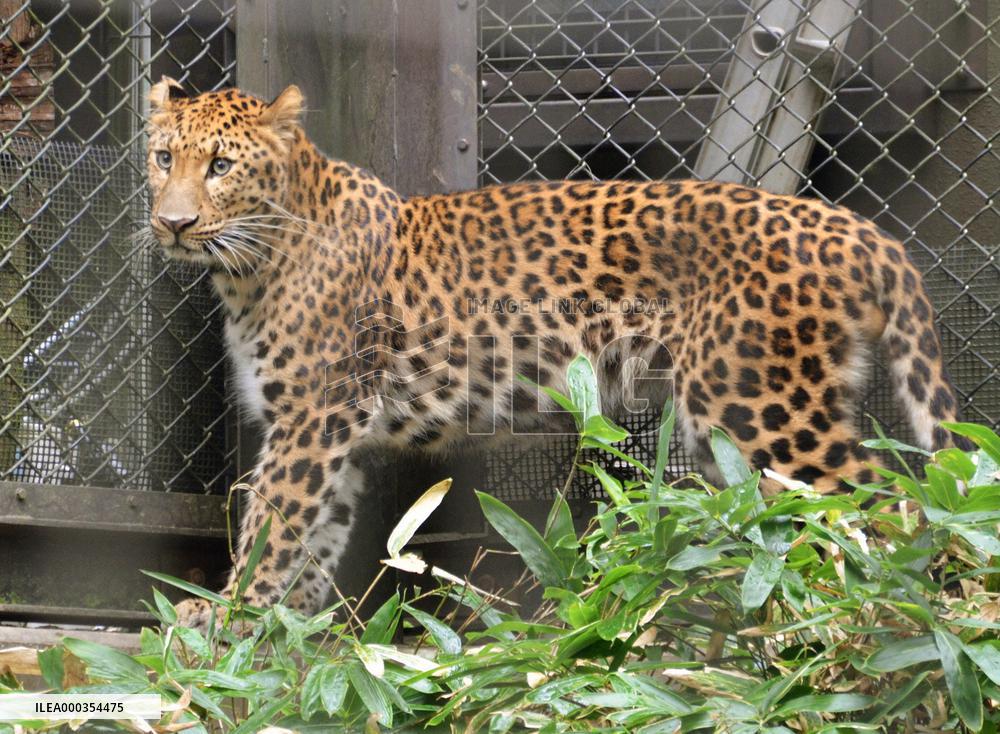 Amur leopard at Yokohama zoo