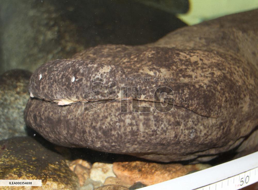 Japan's biggest giant salamander dies