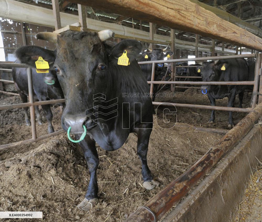 Ban lifted on Miyagi cattle shipments