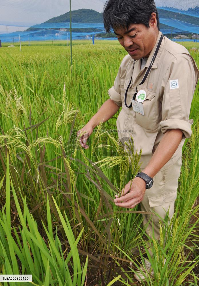 Searching for radiation-resistant rice