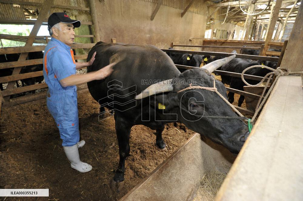 Beef cattle shipment resumed in Miyagi