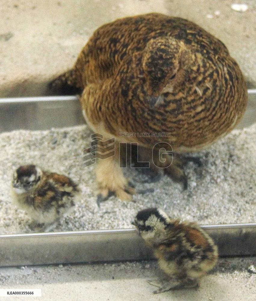 Ptarmigan chicks at zoo