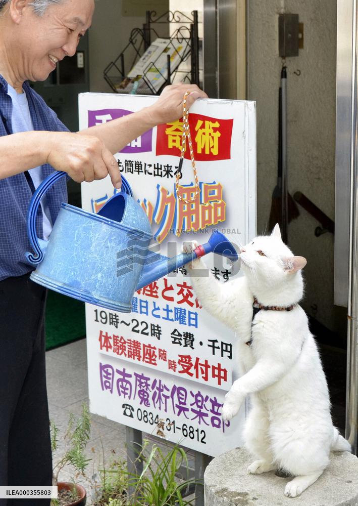 Cat drinks water in standing position