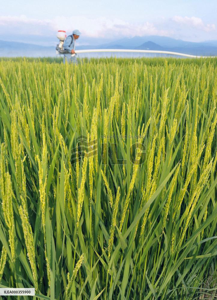 Good crop projected for Japanese rice