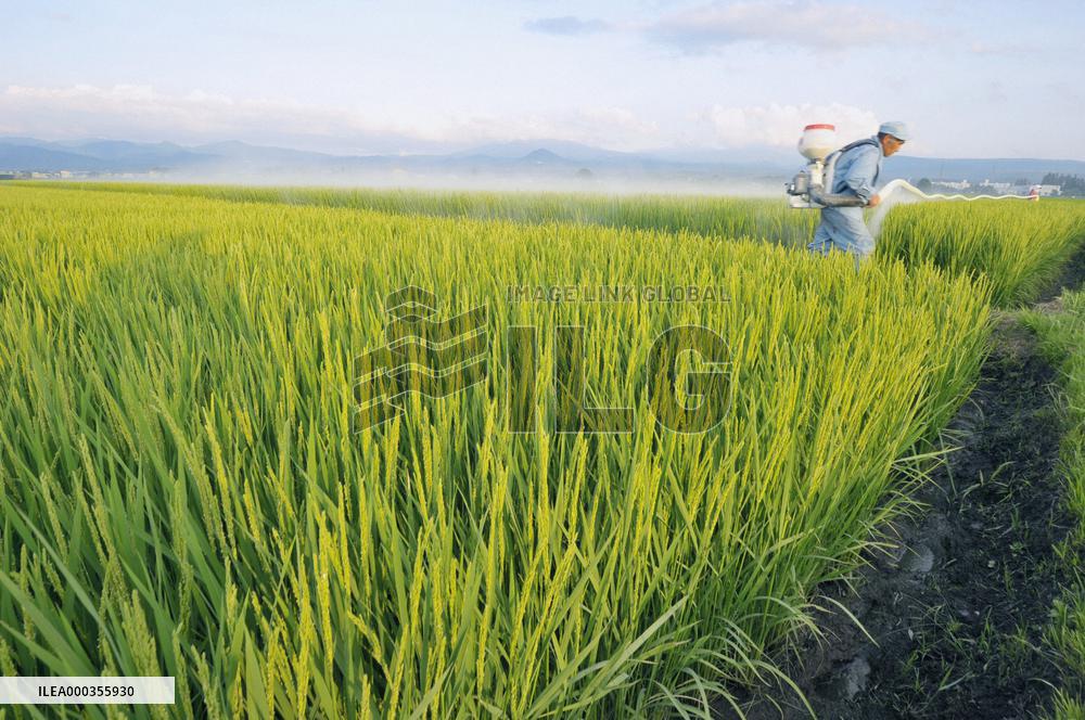 Good crop projected for Japanese rice