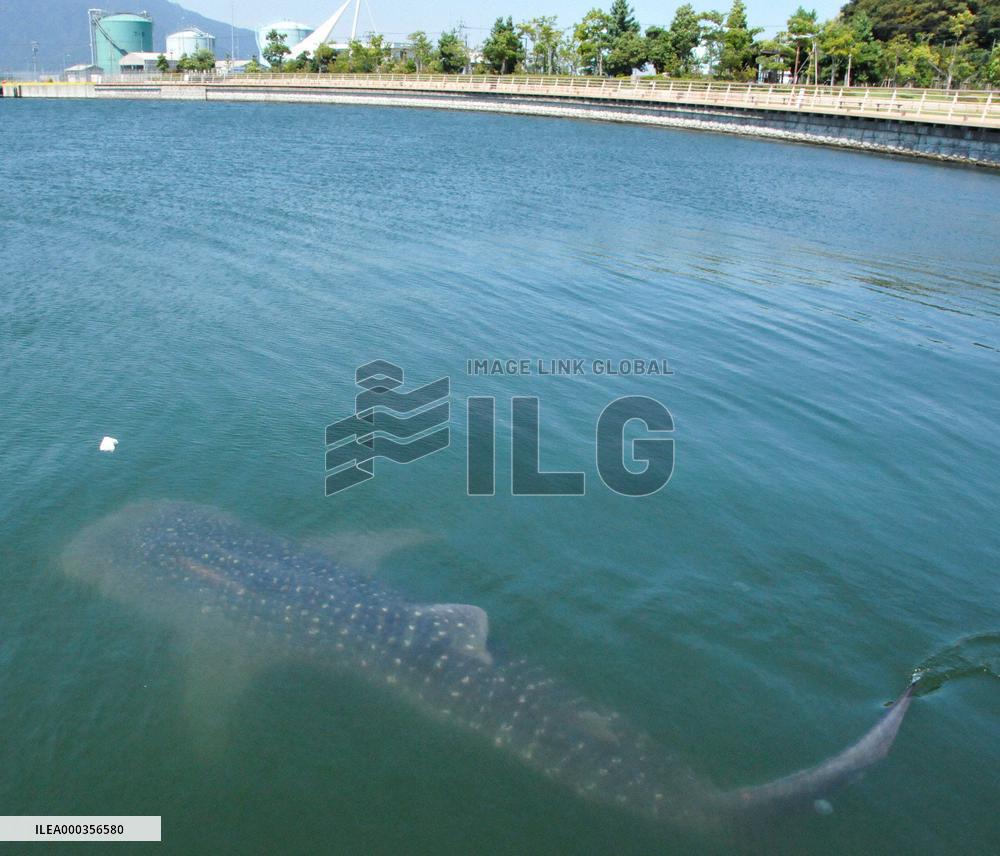 Stray whale shark named 'Tsurubei'