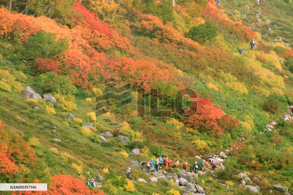 Autumn leaves on Hokkaido mountain