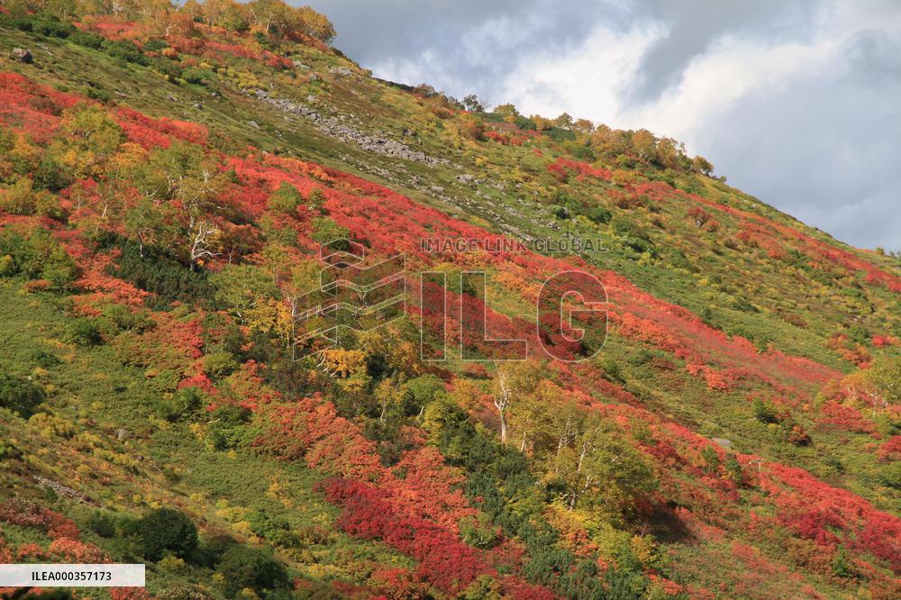 Autumn leaves on Hokkaido mountain
