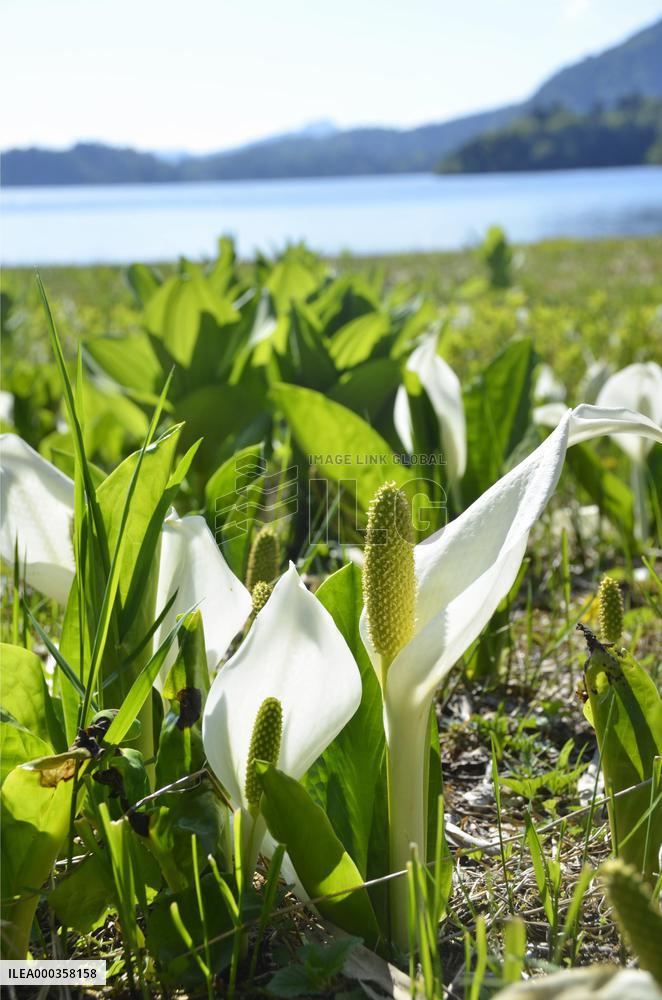 Skunk cabbages in full bloom in Fukushima village
