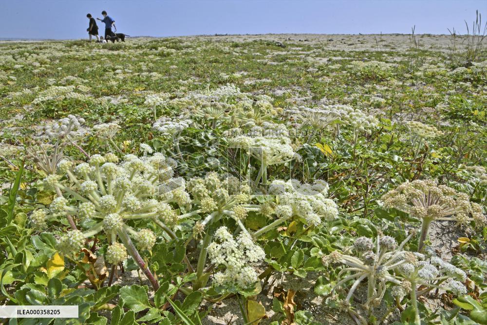 Flower on tsunami-hit beach in northeastern Japan