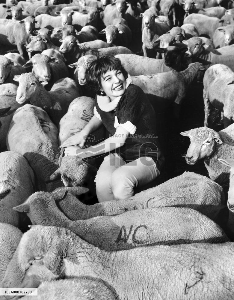 The Sheepman film (1958)