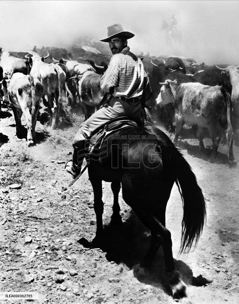 Kangaroo film (1952)