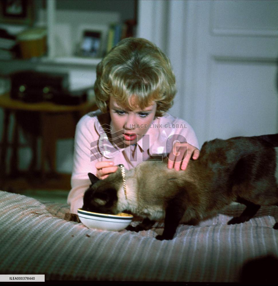 That Darn Cat! - film (1965)