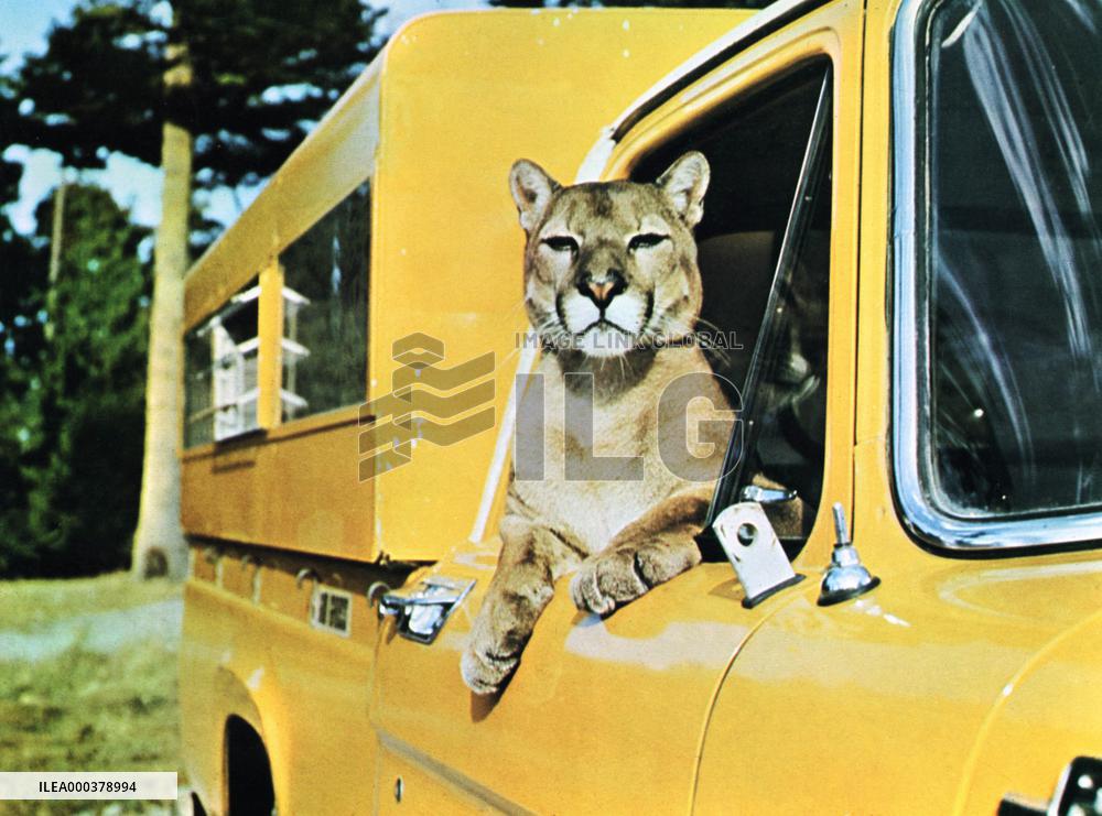 Charlie, The Lonesome Cougar - film (1967)