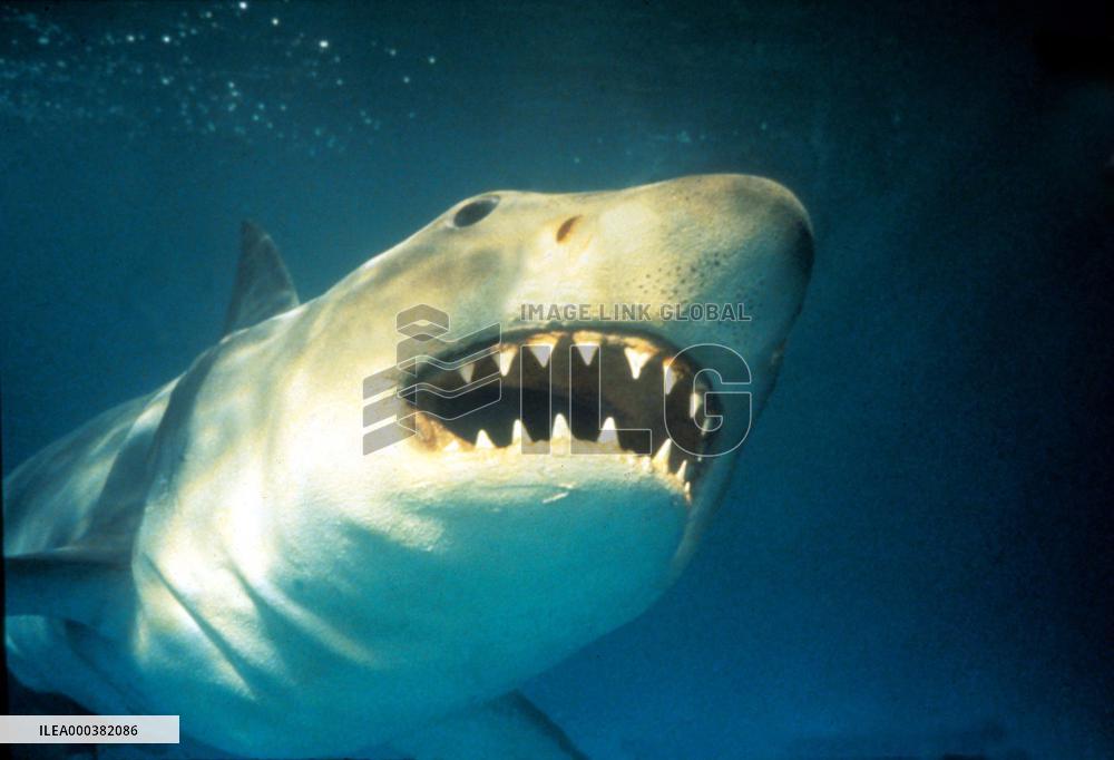 Jaws (1975)