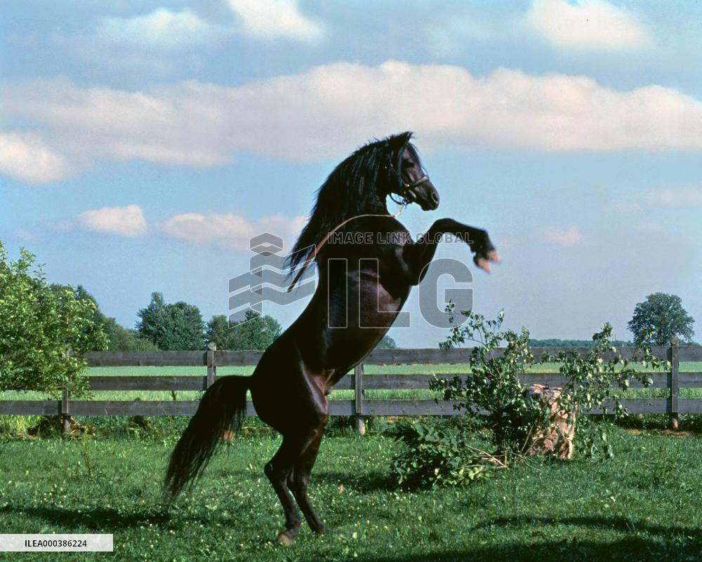 The Black Stallion (1979)