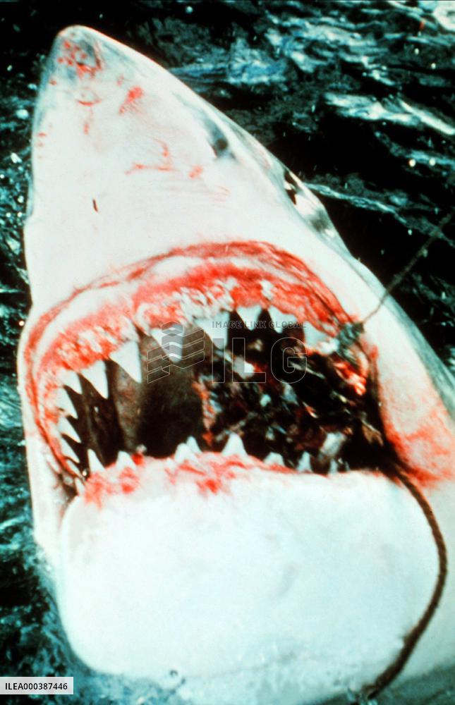 Jaws (1975)