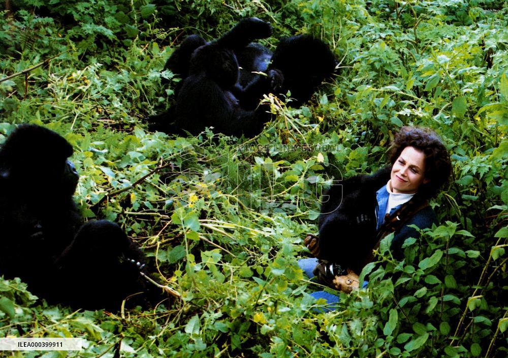 Gorillas In The Mist (1988)