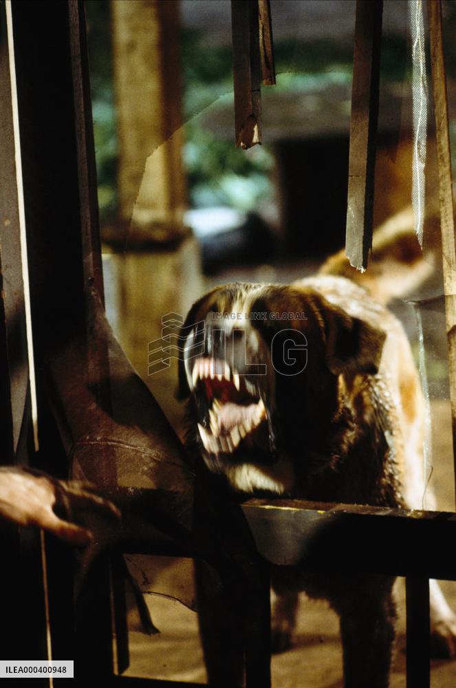Cujo (1983)