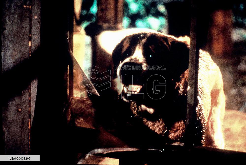 Cujo (1983)