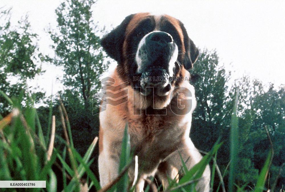 Cujo (1983)