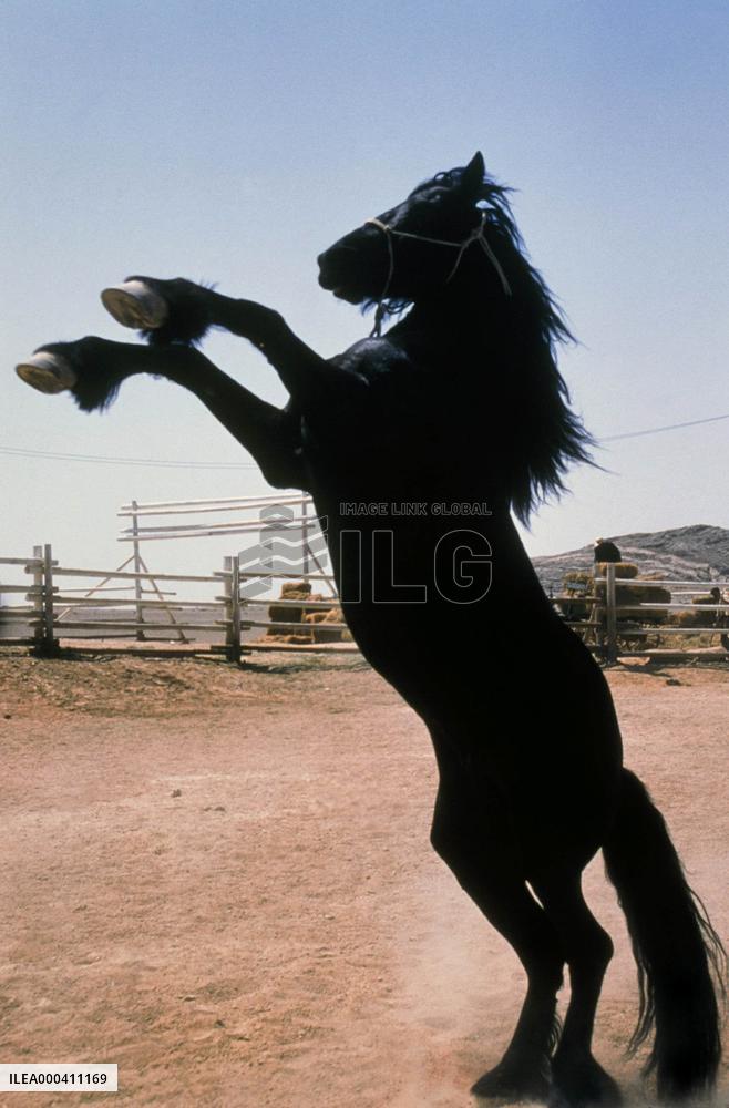 Running Free (1999)