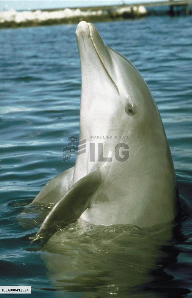 The New Adventures Of Flipper (1995)