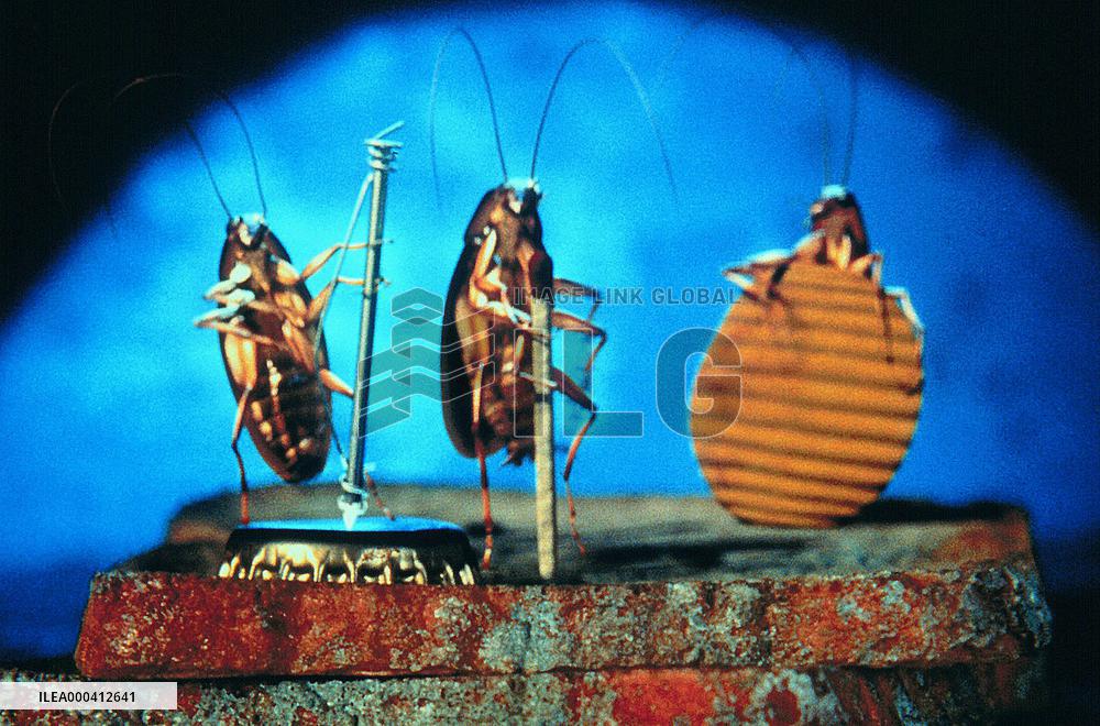 Joe'S Apartment (1996)