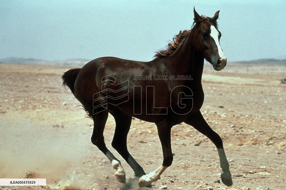 Running Free (1999)