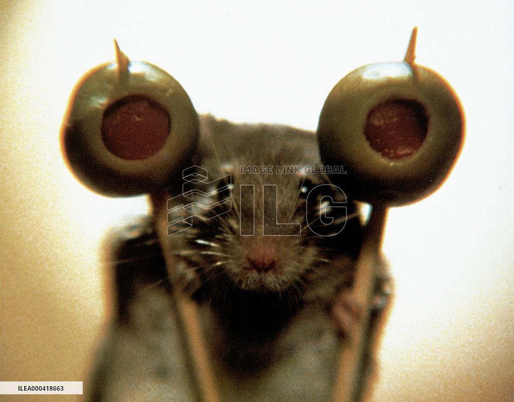 Mousehunt; Mouse Hunt (1997)