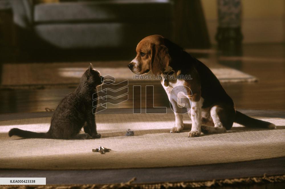 Cats & Dogs (2001)