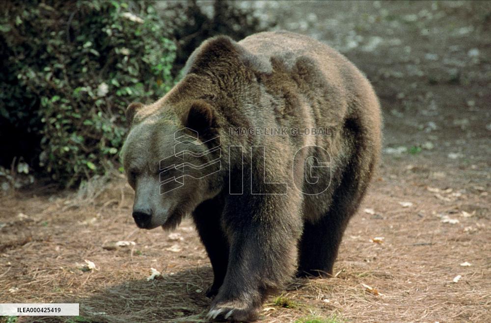 Dr. Dolittle 2 (2001)