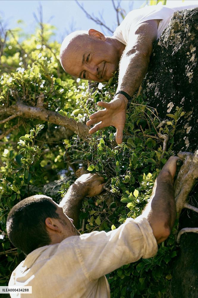 Lost : Season 1 (2004)