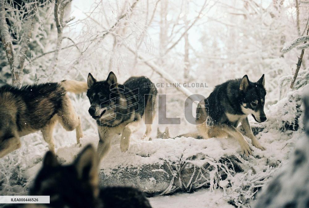 The Chronicles Of Narnia (2005)
