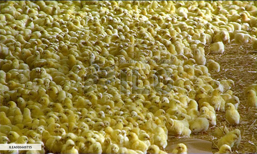 We Feed The World (2005)