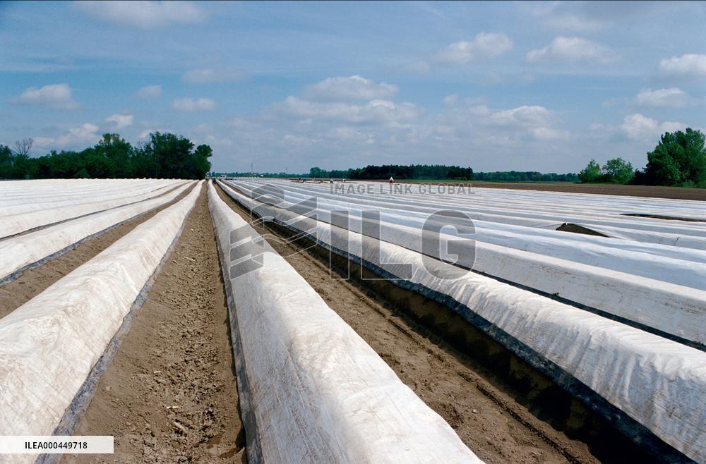 We Feed The World (2005)