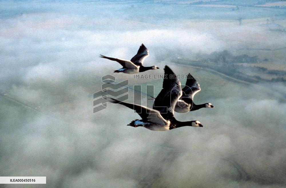 Winged Migration (2001)