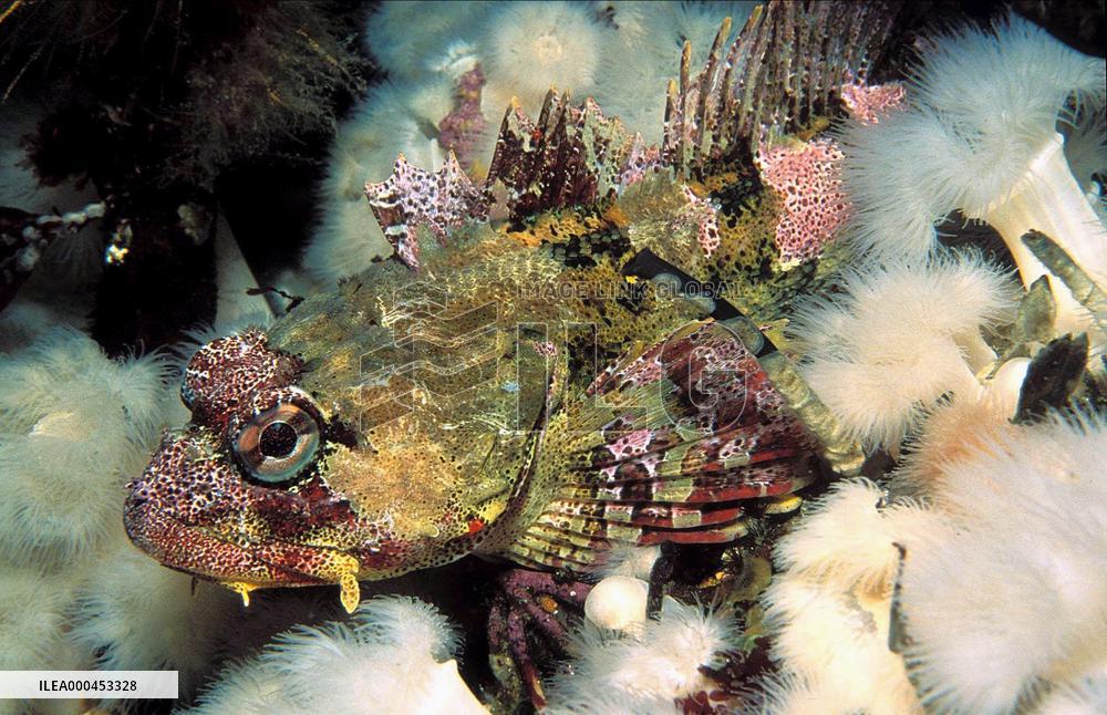 Deep Sea (2006)