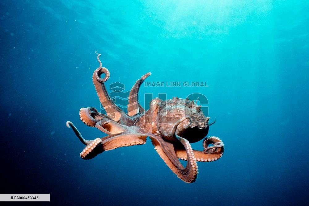 Deep Sea (2006)