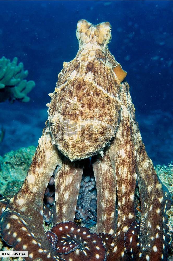 Deep Sea (2006)