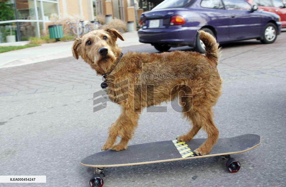 Firehouse Dog (2006)