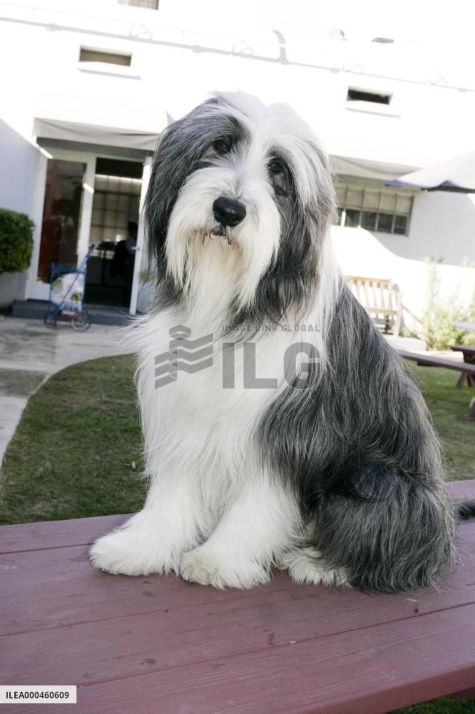 The Shaggy Dog (2006)