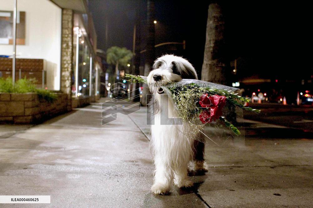 The Shaggy Dog (2006)