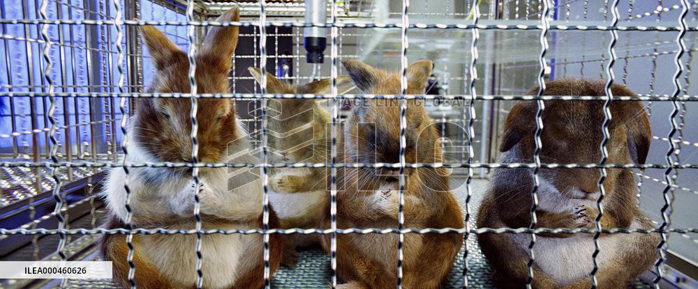 The Shaggy Dog (2006)