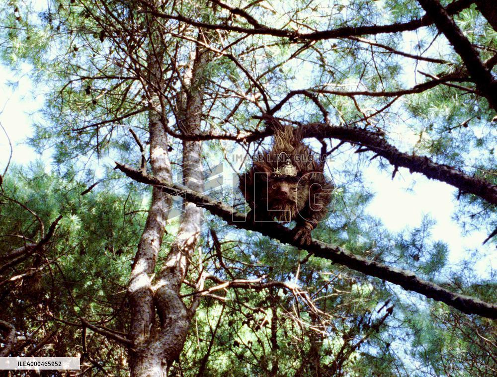 Bridge To Terabithia (2007)