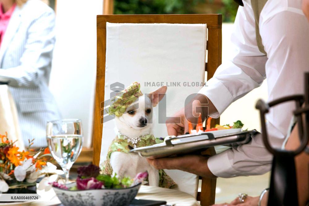 Beverly Hills Chihuahua (2008)