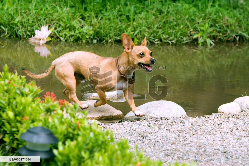 Beverly Hills Chihuahua (2008)