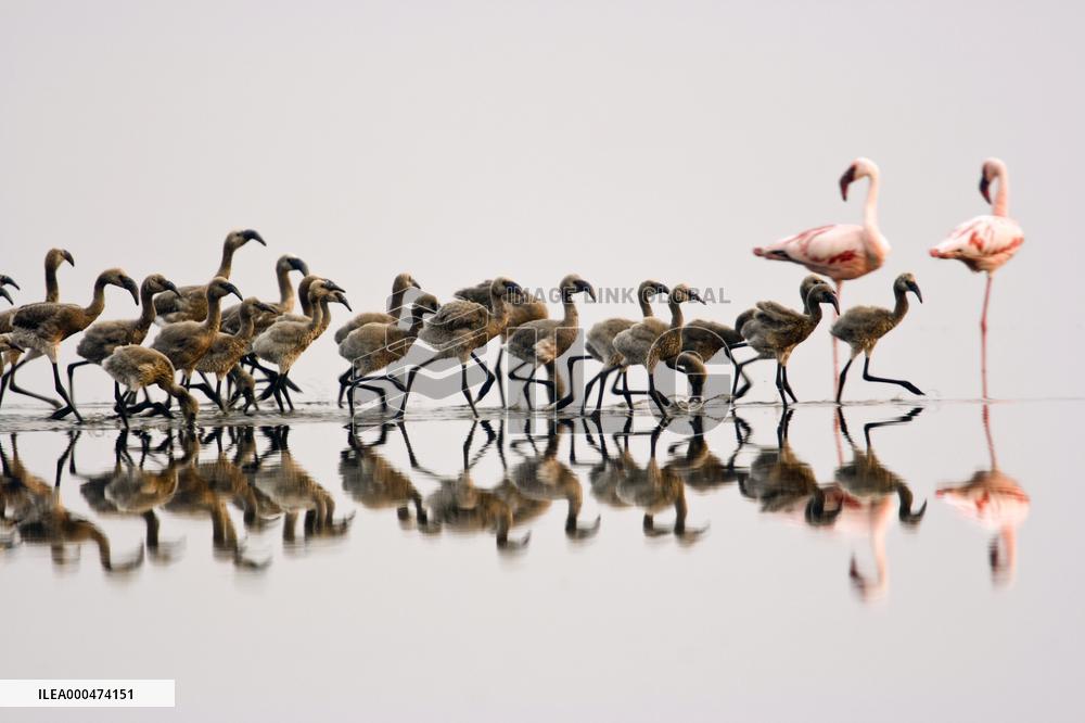 The Crimson Wing (2008)