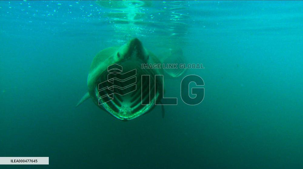 Turtle: The Incredible Journey (2009)